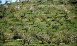 مردمی‌سازی طرح ملی کاشت درخت در کاشان در دستور کار قرار گیرد