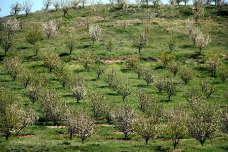 مردمی‌سازی طرح ملی کاشت درخت در کاشان در دستور کار قرار گیرد